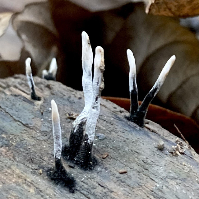Some thin, pointed vertical fungus growing on wood. They are individual stems, black like coal dust at the base and a little way up the stem, turning to a powdery white 