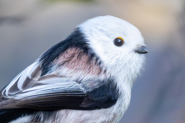 Portrait einer Schwanzmeise