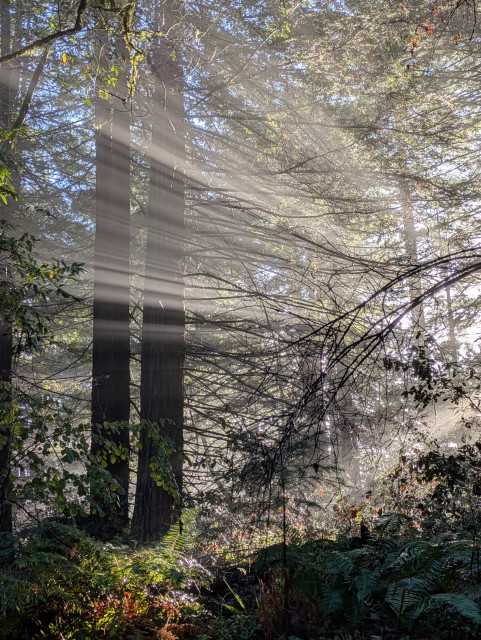 Bright sunrise rays through mist and trees make for pleasing intersections.