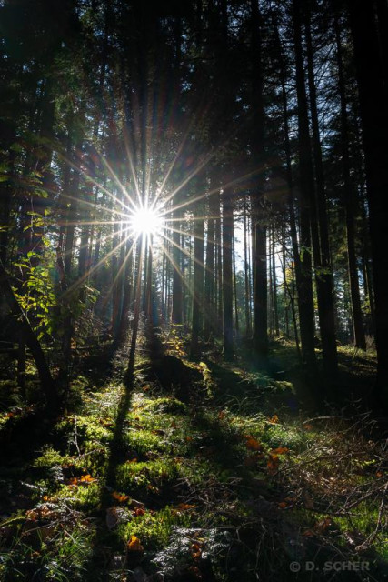 In a forest, a radiant sunburst is breaking through a row of tall evergreen trees, highlighting the green foreground vegetation between the shadows of the trunks cast on the ground.