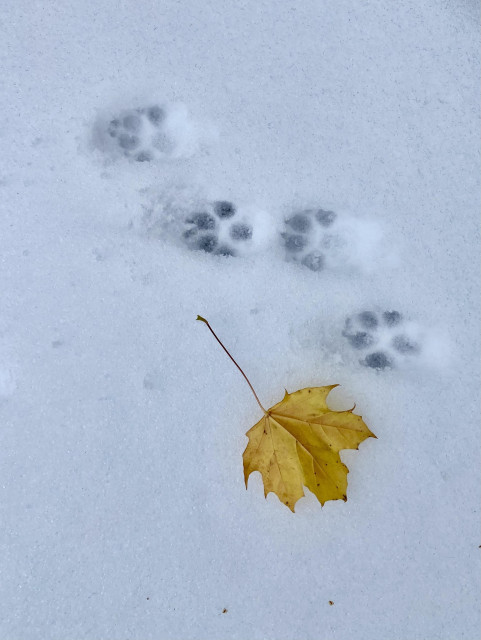 Snow on the ground, with four little paw prints and a fallen yellow maple leaf. The leaf blew away right after I took the photo. 
