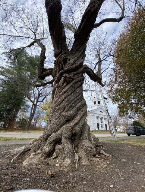 A very old Catalpa tree. It’s November, so there are no leaves, the sky is gray, and the ground is brown. The limbs are magnificently gnarled, and the trunk … well imagine you could take a normal tree trunk and twist and twist and twist it, almost like a soft-serve ice cream. Only twistier. In the distance beyond the tree, an old white church is visible. It has pillars at the top of the wide entrance steps, and a tall steeple. If you magnify the image greatly, you can see that a very large Black Lives Matter flag hangs above the entry doors. 
