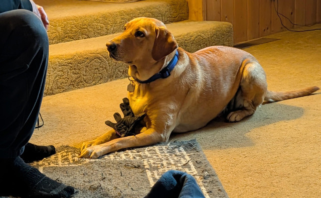 Golden lab lying on the floor and looking up at her pal. She has her favorite old garden glove between her paws. She is planning some mischief.