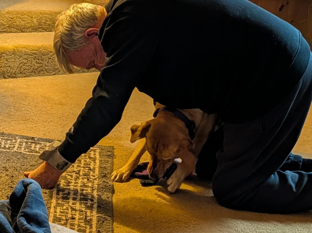 Golden lab is playing on the floor with an older man who is on his knees. They are playing with an old glove. Lots of happy noises happening.