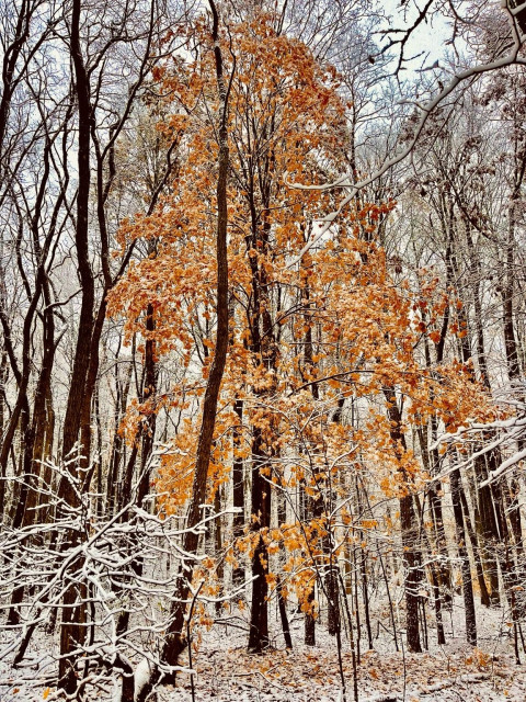 A winter forest scene featuring tall trees, many bare of leaves, with a central tree displaying vibrant orange leaves. The ground and branches are covered in a layer of fresh snow, creating a serene and picturesque atmosphere.