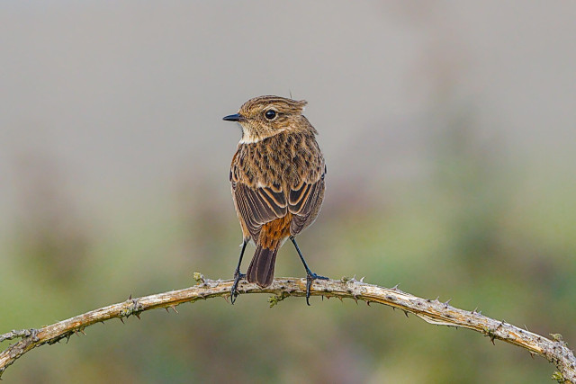 Female Stonechat perched on a dead bramble stem that arches from the bottom corners of the frame. Although the body of the bird faces away from camera , the head is turned to left of frame and the one eye visible looks directly to camera.
