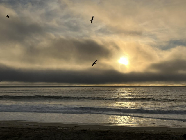 Three birds soar over the mostly still Pacific Ocean near sunset. The sun, low in the sky, breaks through the clouds to leave a stream of light on the water. 