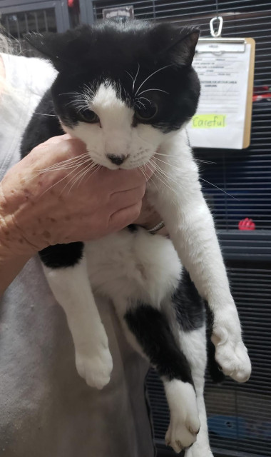 A gorgeous black and white, short-haired cat with big, beautiful yellow eyes. His cute markings give him a darling black nose and lower lip, as if he just kissed an ink blotter. 