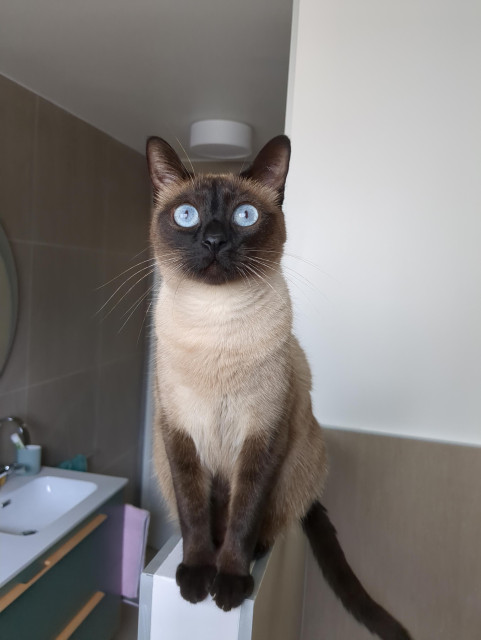 A siamese cat is sitting in a bathroom. The lamp on the ceiling looks like a white round hat above her head.