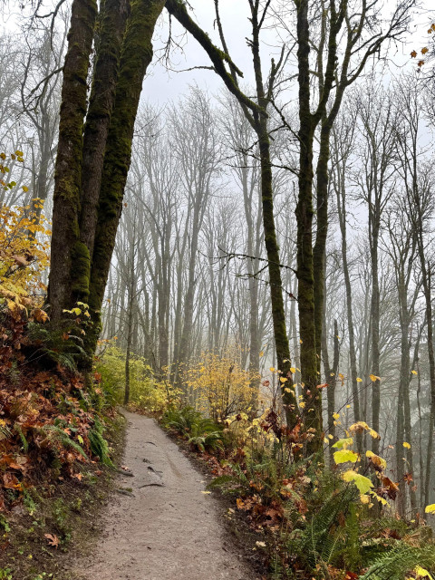 A narrow muddy trail curves uphill through a foggy forest. Bare moss-covered trees rise into a pale gray sky, and clusters of yellow leaves and wet ferns line the sides of the path. The scene looks damp, quiet, and muted by mist.