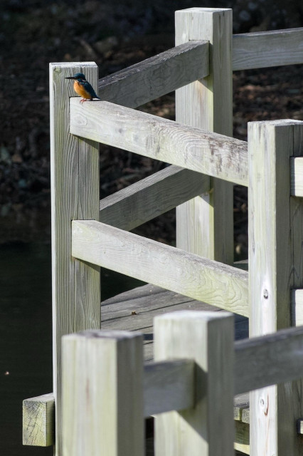Sun-bleached wooden fencing around a deck forms a lattice work of posts, joints and joists dominating the frame. Tightly cropped, a lone kingfisher sits on a support in the upper left corner, its plump outline and extravagant plumage emphasised by the plain post behind it-