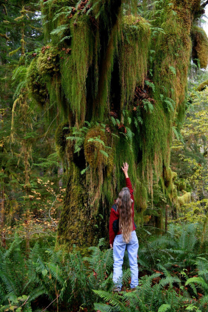 A woman with long brown hair, seen from behind, reaches up to touch very long, lime-green moss draping from the trunk of a bigleafed maple tree that is outrageously covered in various mosses, in a rain forest with sword ferns covering the ground. The photo is very green, with many shades of the color.