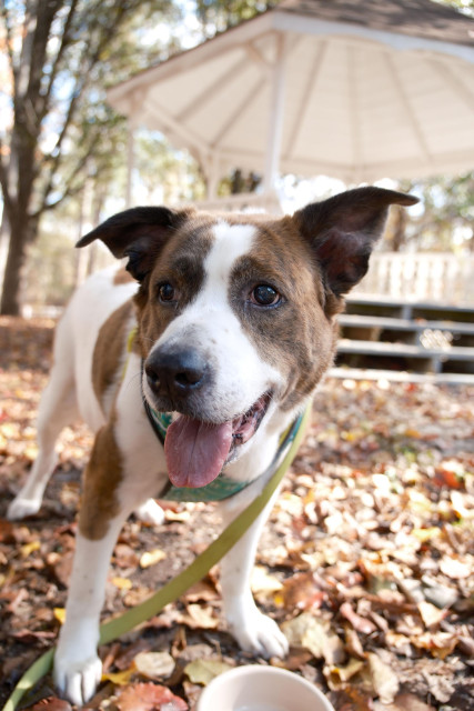 A white and brown dog's face closeup in a park after he had a drink of water, the bowl for which is at the bottom. The ground is covered with fallen leaves, and a white canopy is seen in the far back.