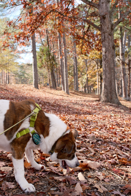 An early afternoon sun is shining on a white and brown dog at the bottom sniffing through fallen leaves. Trees with leaves of some colors at the top.