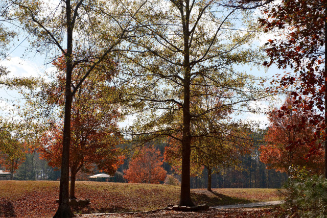 Two almost barren trees in the front but colorful leaves, red and orange, seen in the far back.