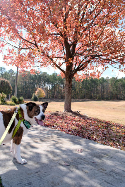 A white and brown dog on the left standing on a paved walk in a park. Red leaves are almost full on a treen in the back.