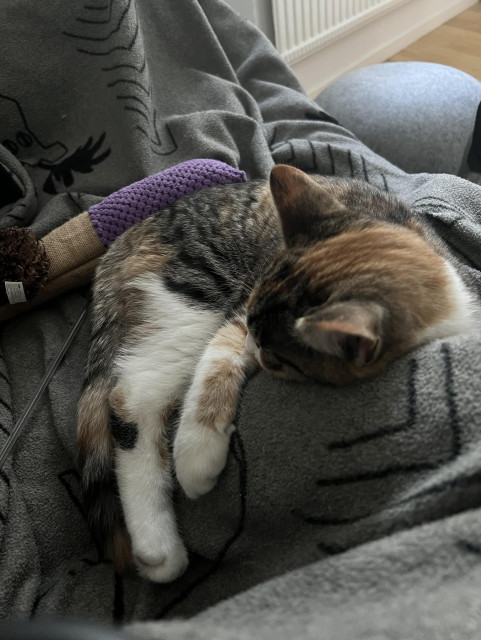 Kattunge ligger i soffa på grå filt och håller om mattes fot och underben som ligger under filten.