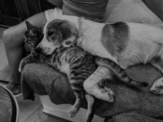 A young pup and a tabby little snuggle together on a seat.