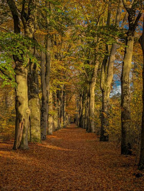 A straight path cutting through a dense double row of tall trees, creating a natural avenue or tunnel. The ground is completely blanketed in a thick, vibrant carpet of fallen leaves, predominantly in shades of deep orange, rust, and gold.
