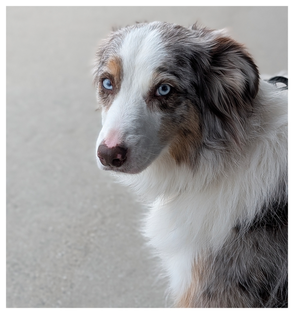 high-angle close-up of an Australian Shepherd with  pale blue eyes, fluffy coat with white, gray, and brown markings, sitting and looking back over their shoulder and making eye contact. the background is gray sidewalk.

