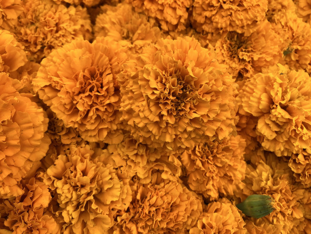 A whole bunch of bright orange marigold blooms.