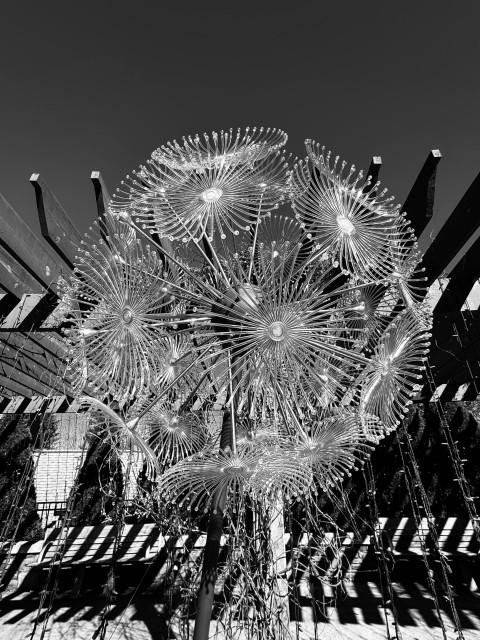 A globe-shaped light feature at the NC Arboretum which is about 4' in diameter, and mounted on a pole 10' tall.  It is comprised of dozens of flatish "flowers" shapes, which are clear LED light forms, so at night this will glow and flash, and do all the annoying things LED lights now do.  This is in black and white and is in front of a wooden pergola, which is casting a shadow.