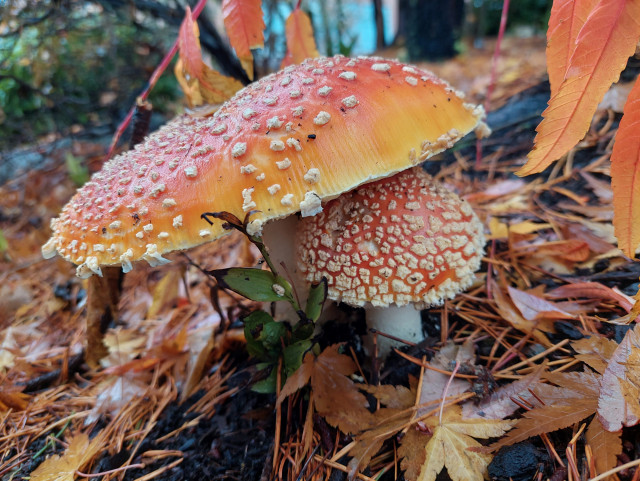 The Classic fly agaric on a very pine needle cluttered urban forest floor, one large orange umbrella hovering over a smaller, younger red cap, almost like a mother protecting her child