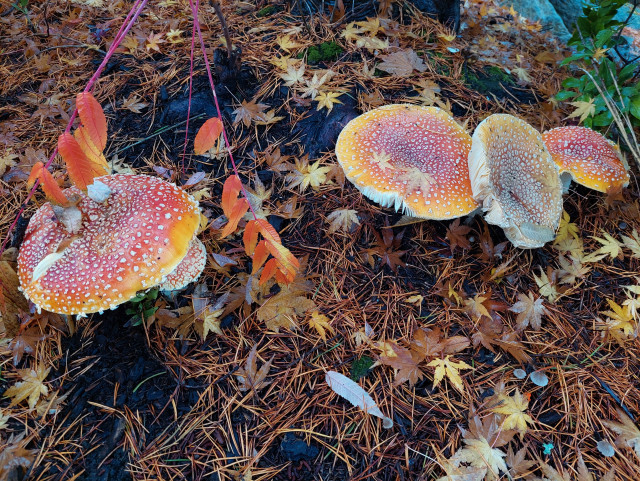 The Classic fly agaric, same grove in the same needle-strewn floor, a variety of colors on the umbrella caps - reds, oranges, and a sickly bleached yellow-white