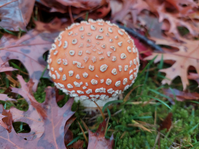 a close-up of The Classic fly agaric, in a relatively young stage, about the size of a golf ball, but red with all the white spots, surrounded by oak leaves