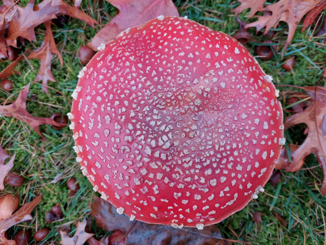 an overhead view of a mature specimen of The Classic fly agaric, a rich, almost unnatural red with white speckles, surrounded by grass, oak leaves and acorns, and a bit glistening from the rain