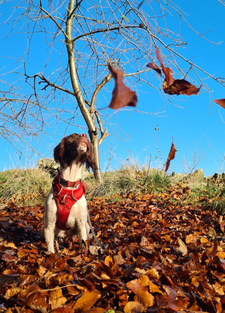 A brown and white dog (mostly brown on her head, and white on her body), with floppy ears and a red harness is sitting in a large pile of orange beech leaves. She is watching leaves falling towards her from above. Behind her, there is a small cherry tree, winter bare, and an impossibly blue sky. The sun is shining, bright and low, on the image so all of the colours pop.