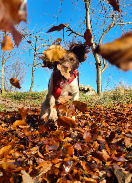 The same setting as the previous picture but not the leaves are falling between the camera and the dog, and the dog is jumping to catch them. Her floppy ears are flying.