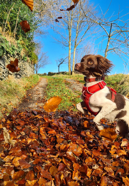 Same dog again, a slightly longer shot with a concrete track visible behind the dog who is still catching falling leaves.