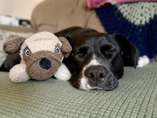 Bubbles the dog, snoozing on the sofa with her puppy toy snuggled close.