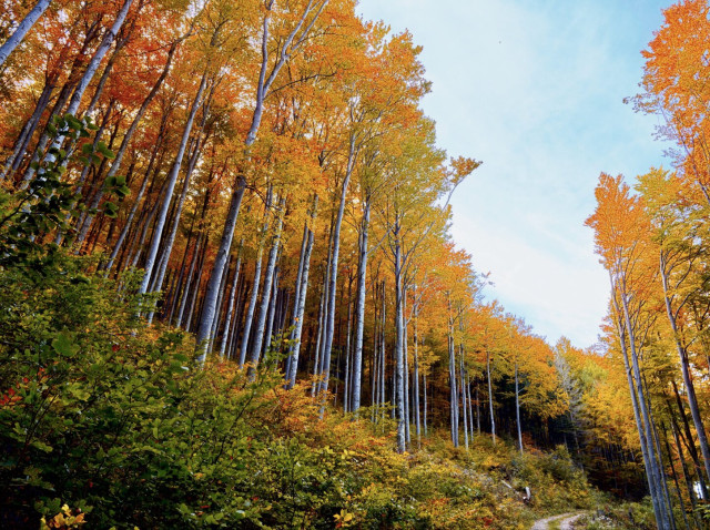 Autumnal landscape, On theway up to the hocheck summit, lower austria