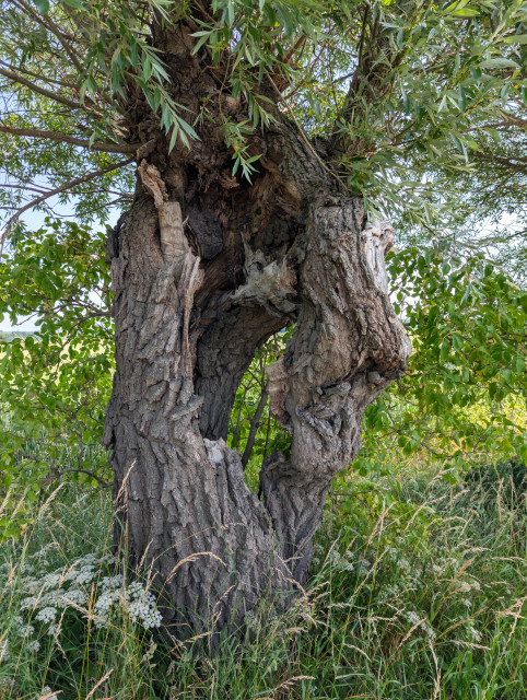 Das Bild zeigt den Stamm einer Kopfweide, dessen Inneres fast komplett fehlt. Nur noch zwei dicke, oben verbundene Streifen Borke tragen die lebendigen Äste. Zwischen beiden Teilen kann man hindurchschauen. In der Umgebung hohe Wildkräuter und Gräser.