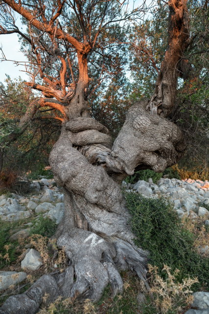 HR Island Pag, Village Lun, Olive Graden GM #VinkoP