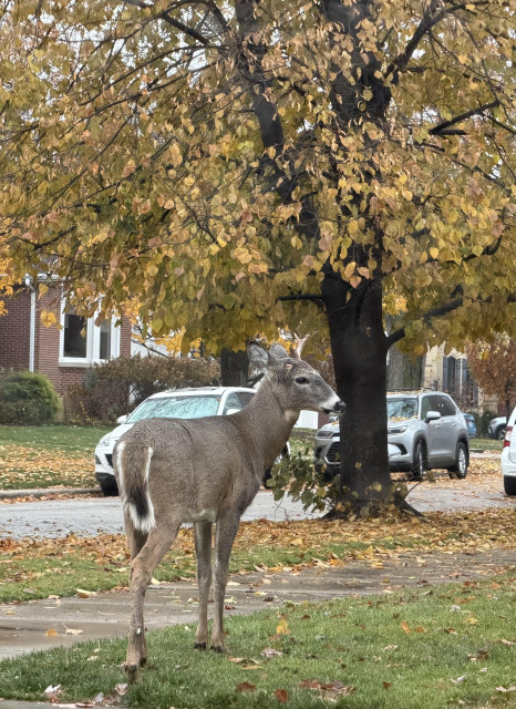 A deer stands on a city sidewalk with fallen autumn leaves around it, next to a tree with yellow and orange foliage. Parked cars and brick houses are visible in the background, suggesting a residential neighborhood in the fall.