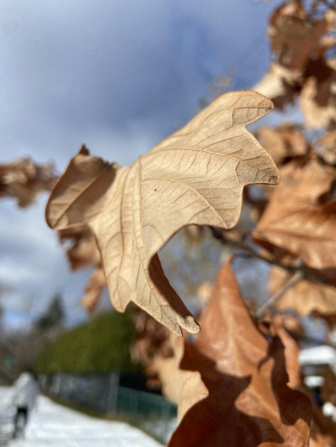A crinkly looking brown oak leaf still on the tree. You can totally imagine the crunchy sound it would make if crushed. In the background is mostly cloudy sky, and at the bottom left, a person walking on a snowy path. 