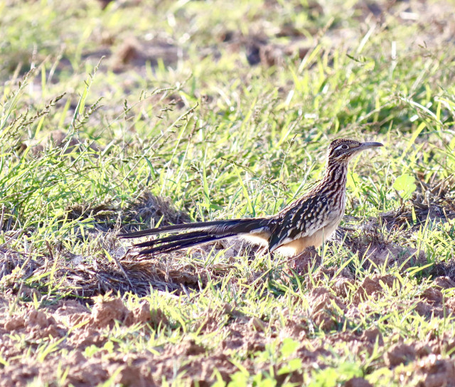A road runner in a field of grass