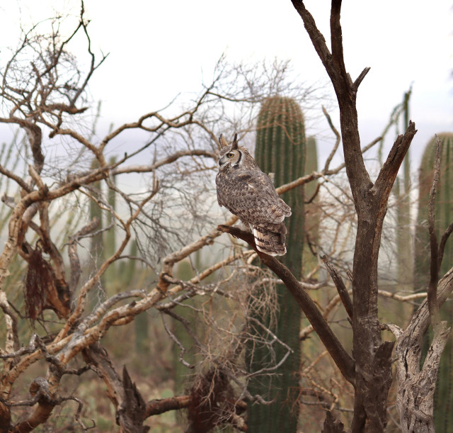 A great horned owl sitting on a branch surrounded by Sonoran desert plants 