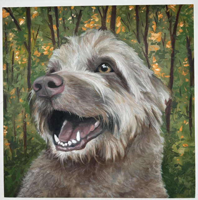 A wiry silver/brown dog looking off to the side and smiling