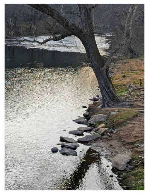 A leafless tree leans over the edge of a calm river. Smooth, scattered rocks line the grassy riverbank. Bare branches reach above the reflective water.
