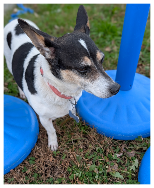 high-angle close-up of a small black, white, and tan dog with upright ears and a pink collar standing on grass among small, blue plastic bollards. they're looking off to the right. the background is slightly blurred.