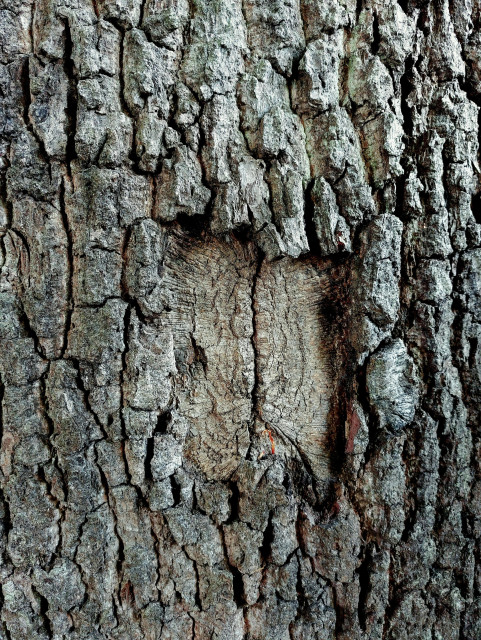 Close-up shot. Detail of a thick tree trunk. In the rough bark is a rectangular recess that looks like a window with two closed shutters.