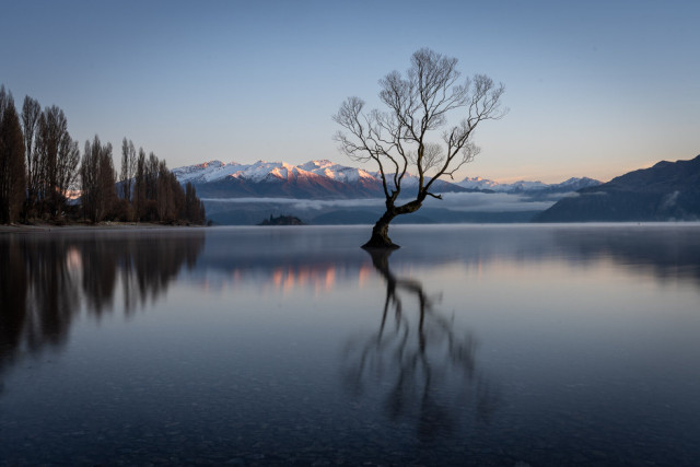 Lone tree in the lake. Mountains with snow in the backdrop.