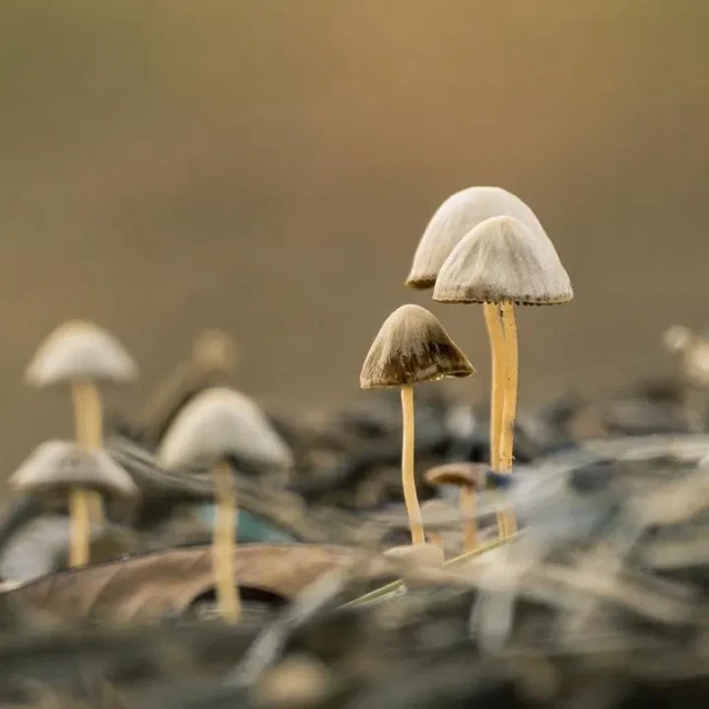 Quadratischer Zuschnitt. Eine Pilzfamilie, beige braun, vor ebensolcher Unschärfe.