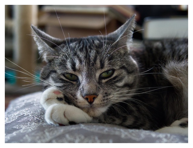 En liggande bild på katten Sonja som ligger på en grå kudde och tittar lite förbi kameran. Hennes högra framtass är vinklad i nittio grader.