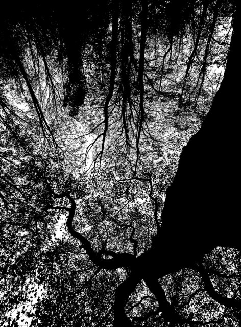 Black and white photo (literally, with only black and white pixels) of tall dark slim tree trunks reaching down to the bright sky. One I particular comes in close from the right. They all end in a sparse scattered pattern of leaves high below.