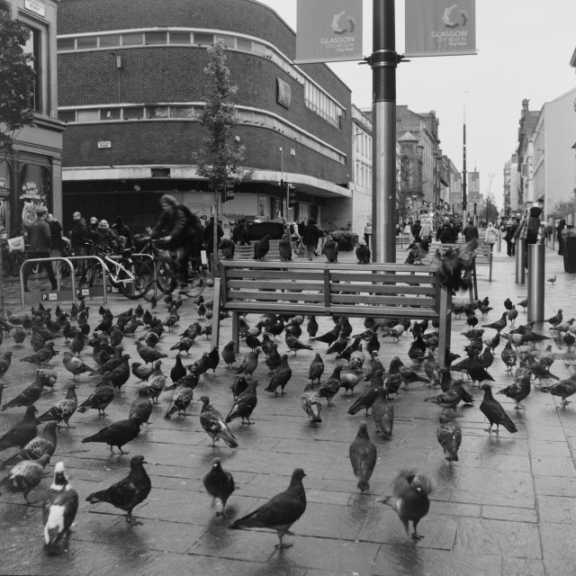 Yashica MAT124G | Kodak Tri-X 400 | Shot at 320 + Med Yellow Filter | Developed in XTOL 
A bench covered in and surrounded by pigeons in one of the central pedestrian areas of Glasgow